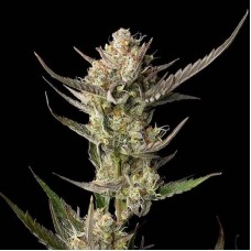 Семена конопли OG Kush Феминизированные Seedsman seeds